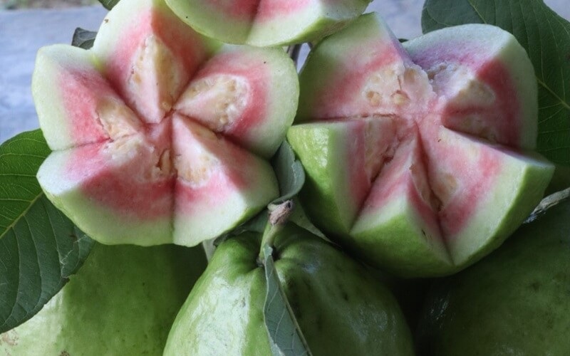 Ổi ruby ruột đỏ tại vườn ổi Ngon Farm Tuy Phong